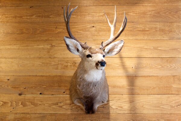 Stinson Williford